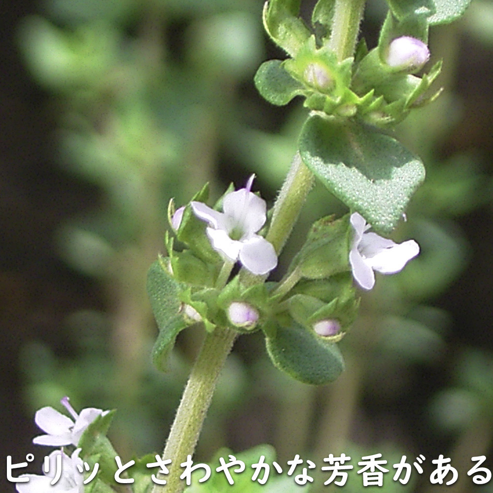 コモンタイム 9.0cmポット 苗 |  | 13