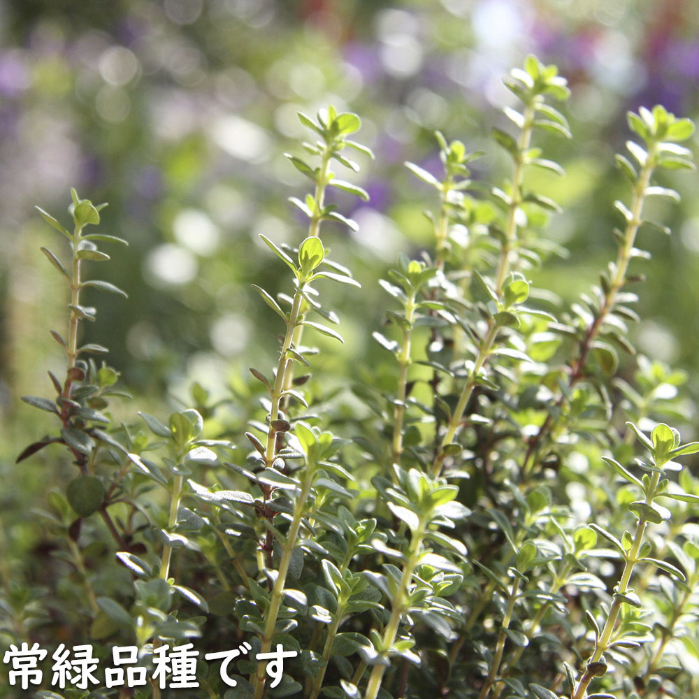 コモンタイム 9.0cmポット 苗 |  | 19