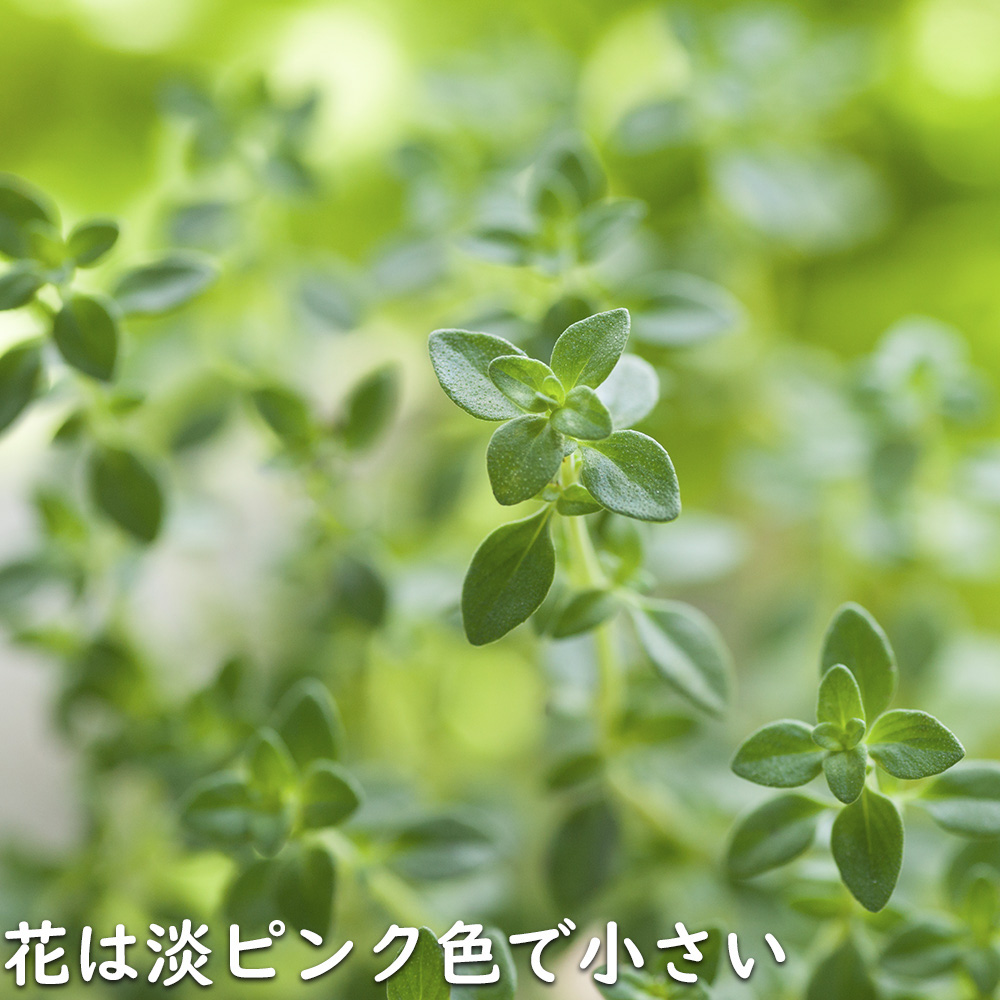 コモンタイム 9.0cmポット 苗 |  | 05
