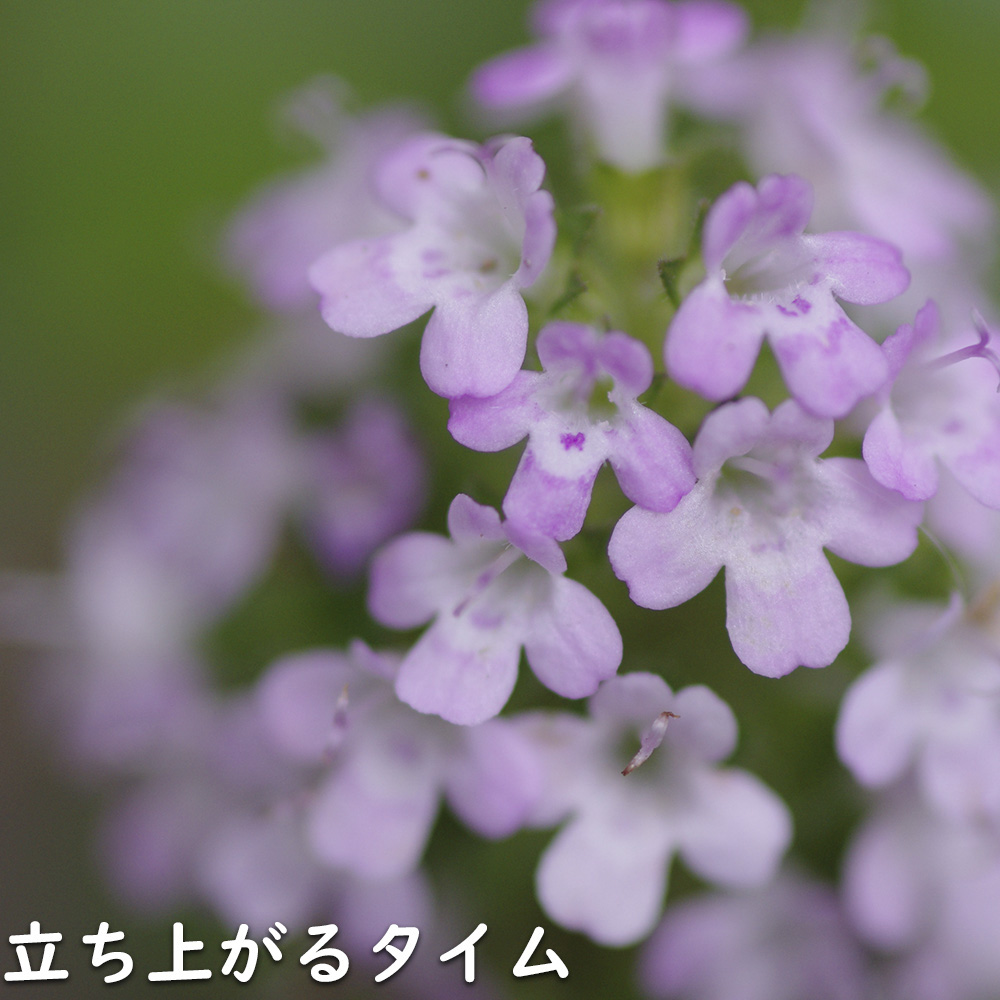 コモンタイム 9.0cmポット 苗 |  | 09