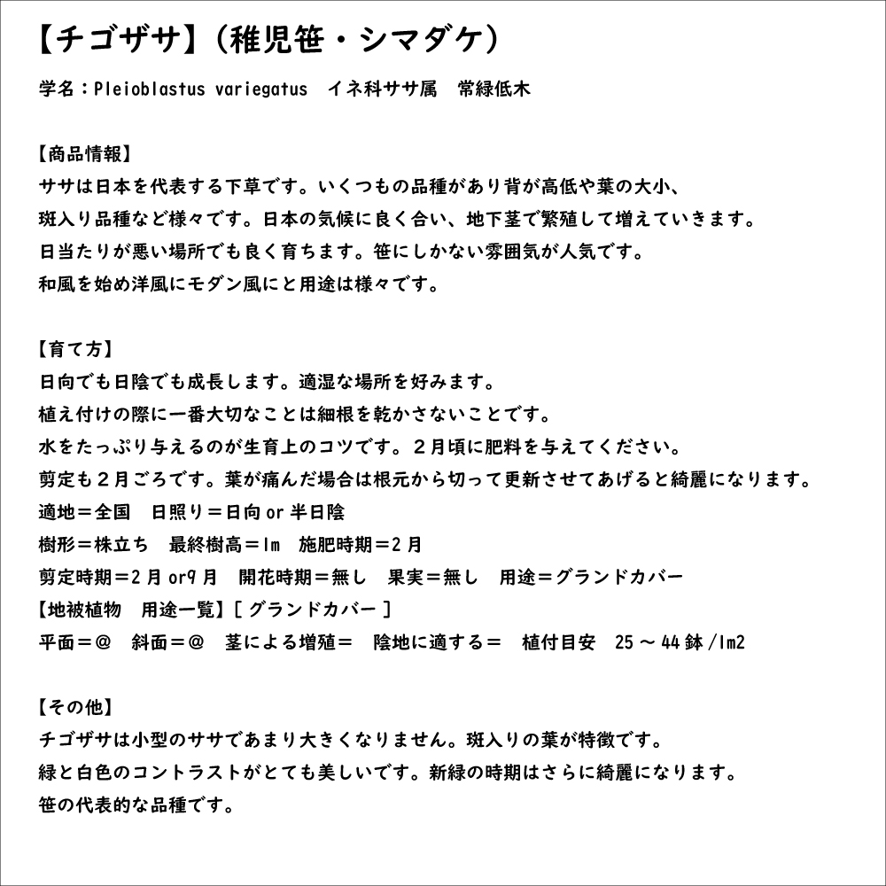 チゴザサ 10.5cmポット 苗｜green-netbox｜08