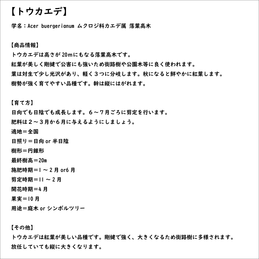 トウカエデ 0.8m 10.5cmポット 苗｜green-netbox｜08
