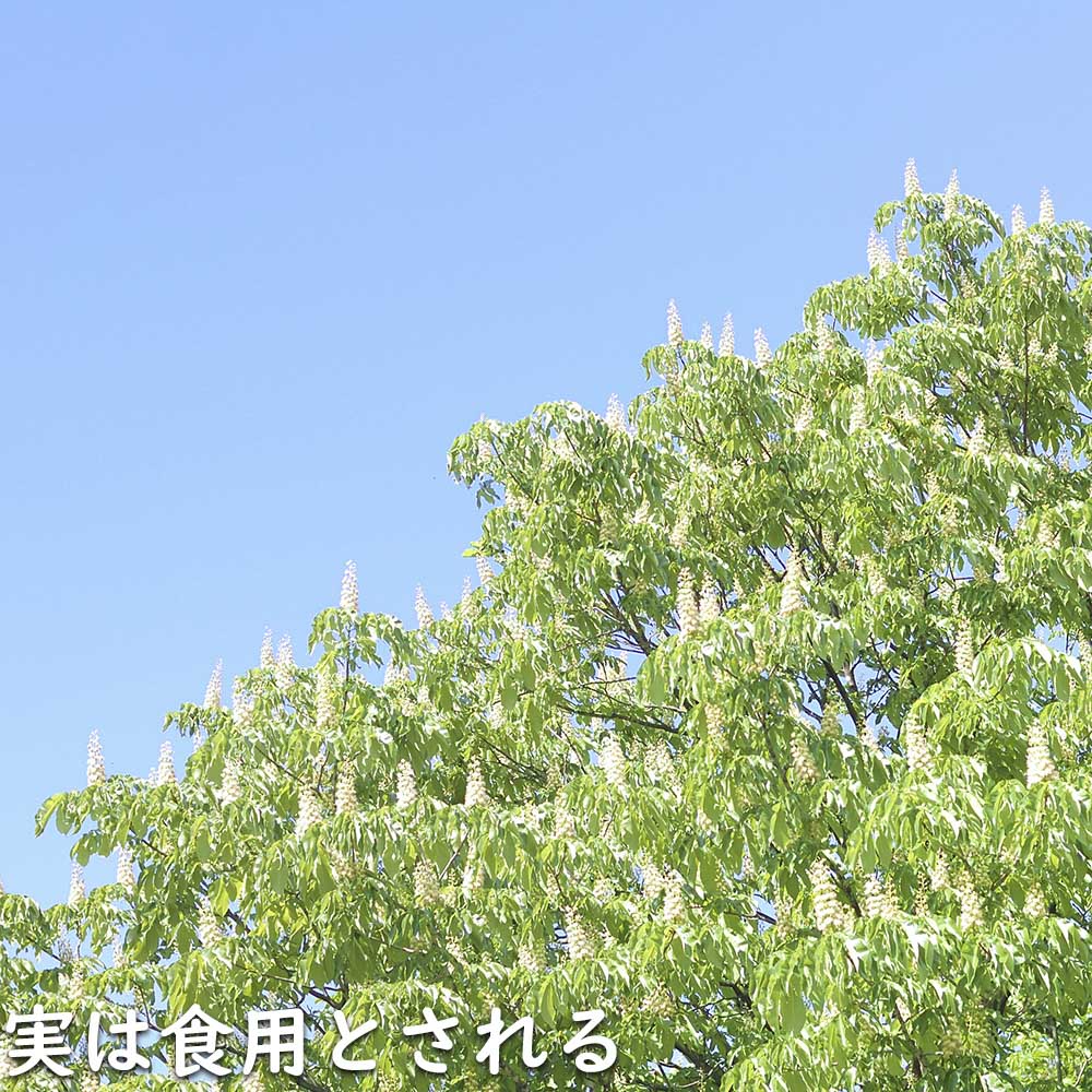 トチノキ 0.5m 10.5cmポット 苗｜green-netbox｜11