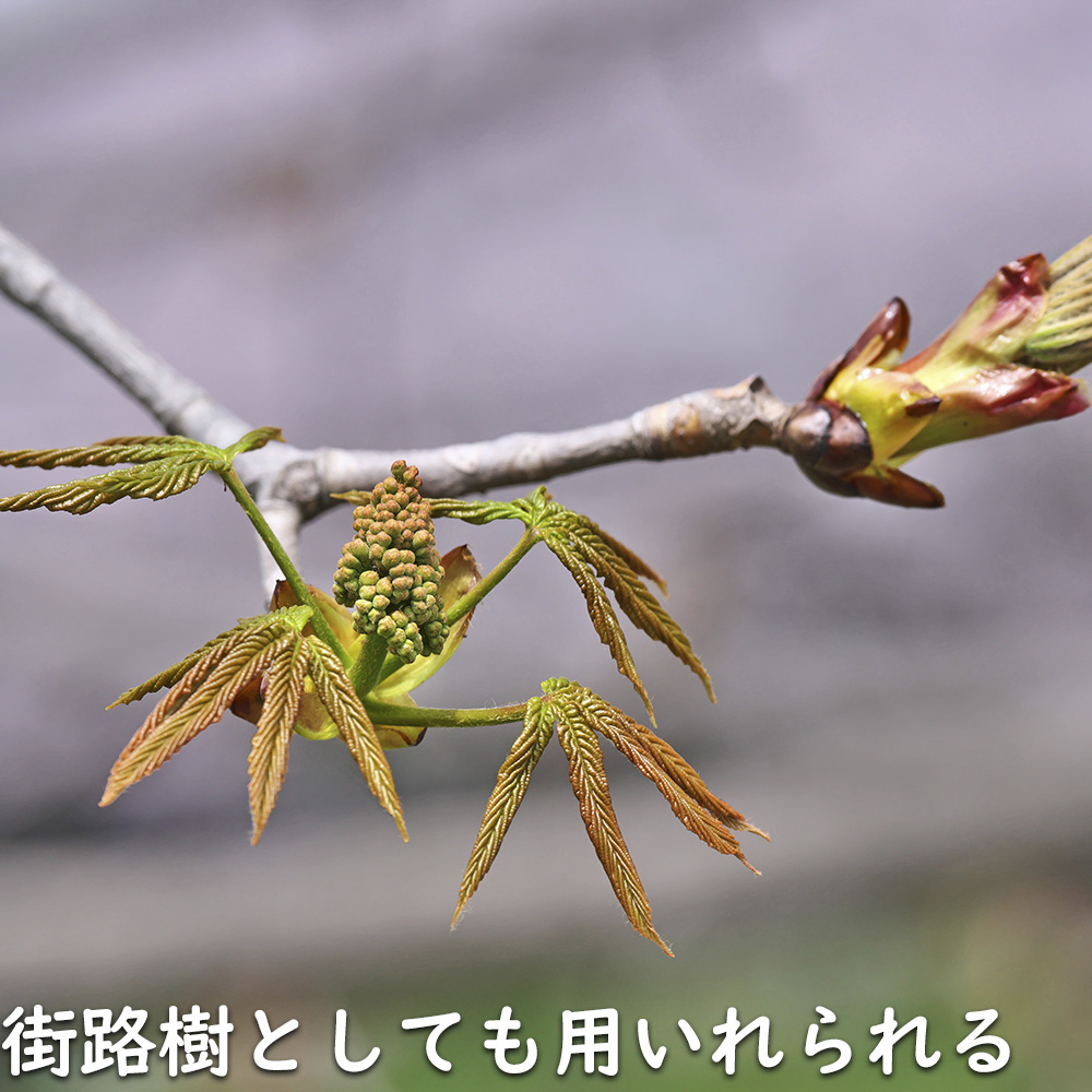 トチノキ 0.8m 露地 苗 : 404008 : トオヤマグリーン - 通販 - Yahoo