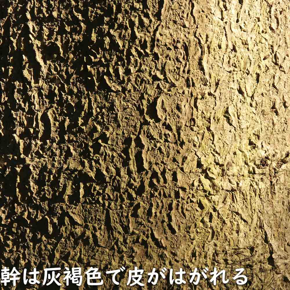 トチノキ 0.5m 10.5cmポット 苗｜green-netbox｜05