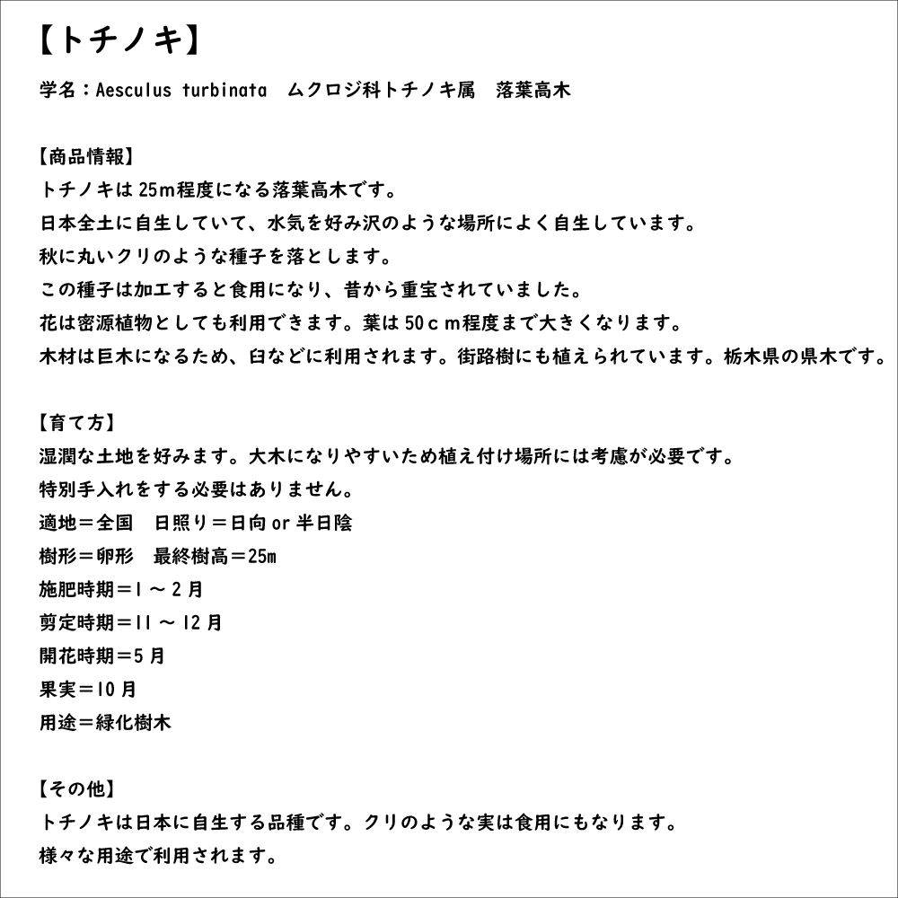 トチノキ 0.5m 10.5cmポット 苗｜green-netbox｜08