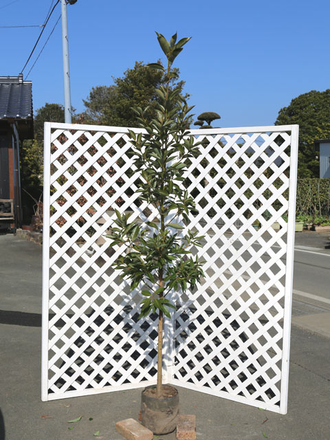 タブノキ 単木 1.7m 露地 苗木