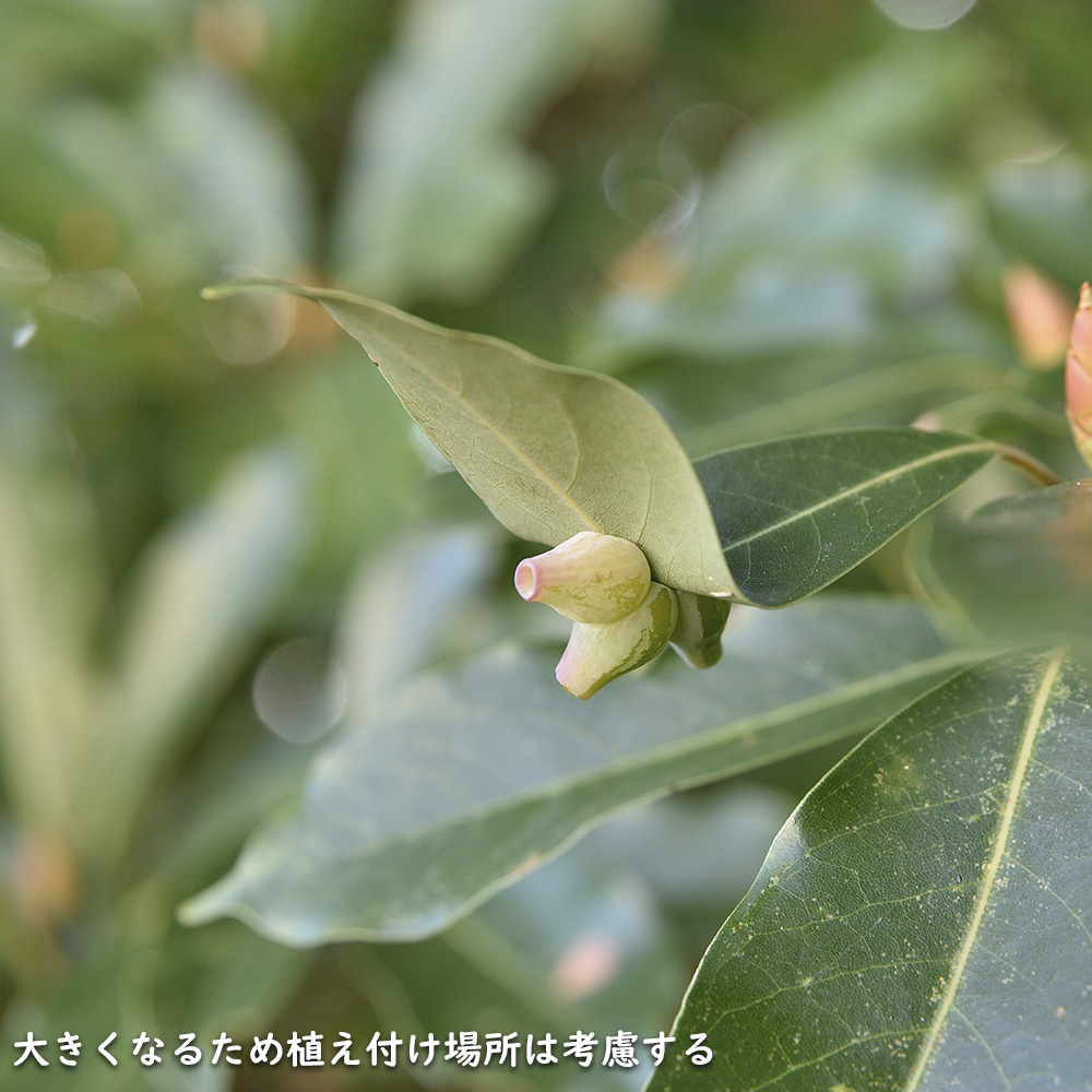 タブノキ 単木 1.5m 露地 苗木 : 404116 : トオヤマグリーン - 通販