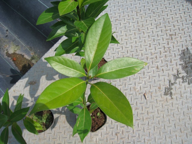 タブノキ 単木 1.5m 露地 苗木 VQL2465251145