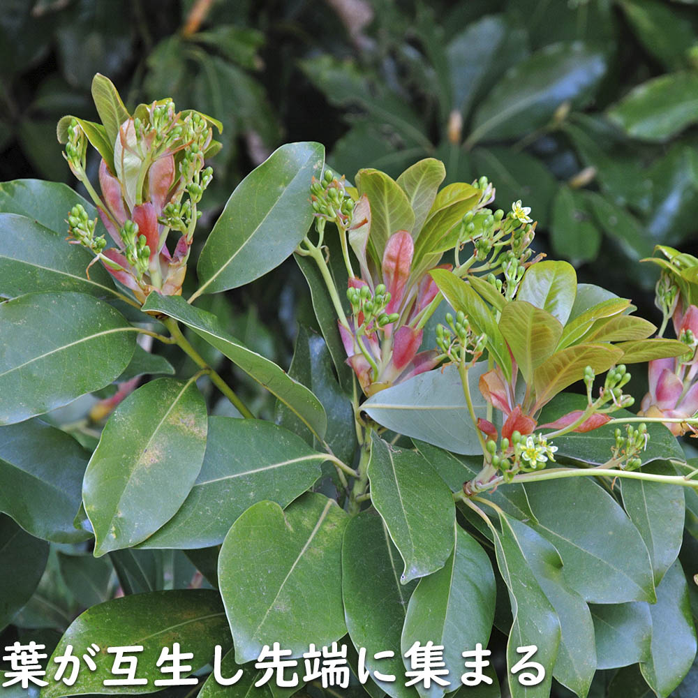 タブノキ 単木 1.5m 露地 苗木 VQL2465251145