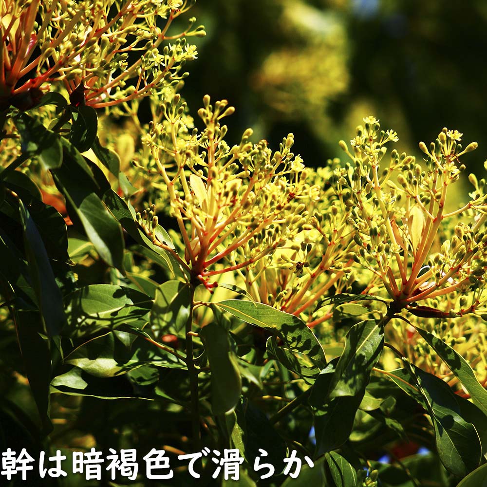 タブノキ 単木 1.5m 露地 苗木 VQL2465251145