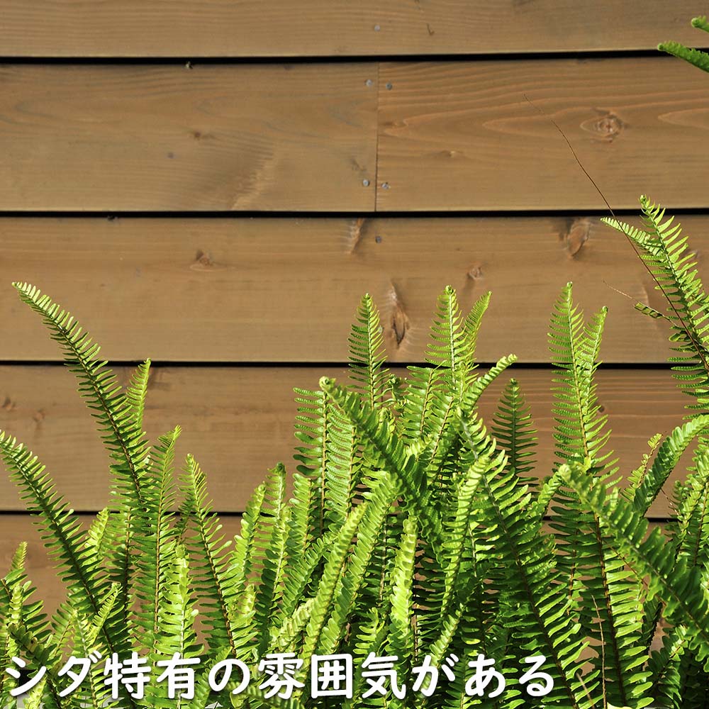 タマシダ 15cmポット 苗 : トオヤマグリーン - 通販 - Yahoo!ショッピング