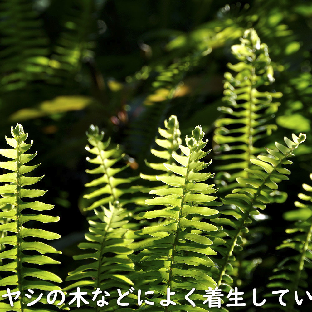 タマシダ 15cmポット 苗 : トオヤマグリーン - 通販 - Yahoo!ショッピング