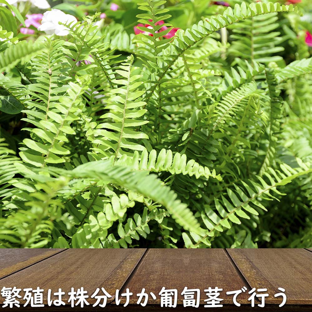 タマシダ 15cmポット 苗 : トオヤマグリーン - 通販 - Yahoo!ショッピング