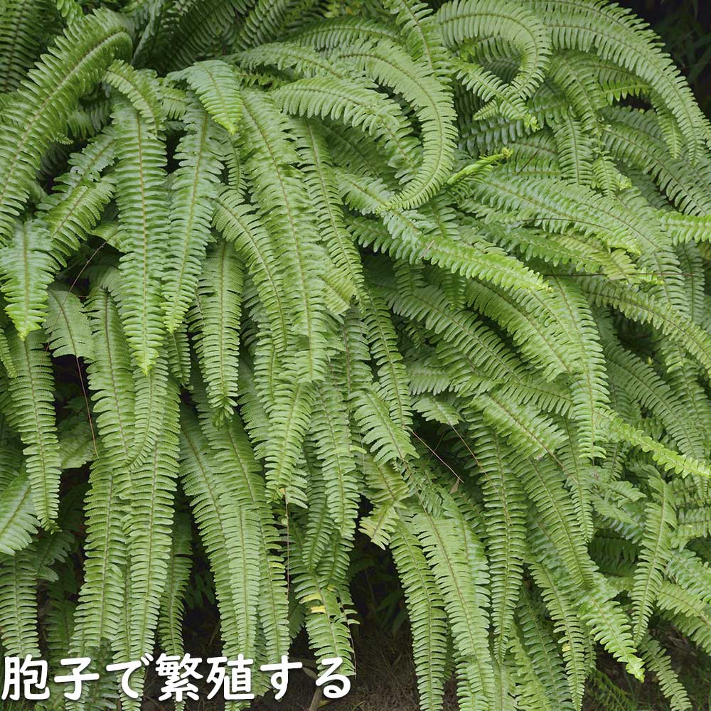 タマシダ 3苗 タマシダ 15cmポット 苗 : トオヤマグリーン - 通販