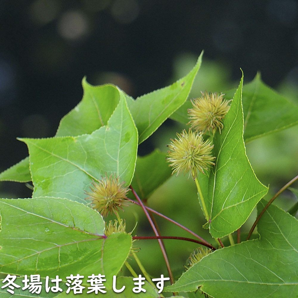 タイワンフウ 2.3m 露地 苗木 - 苗木、植木