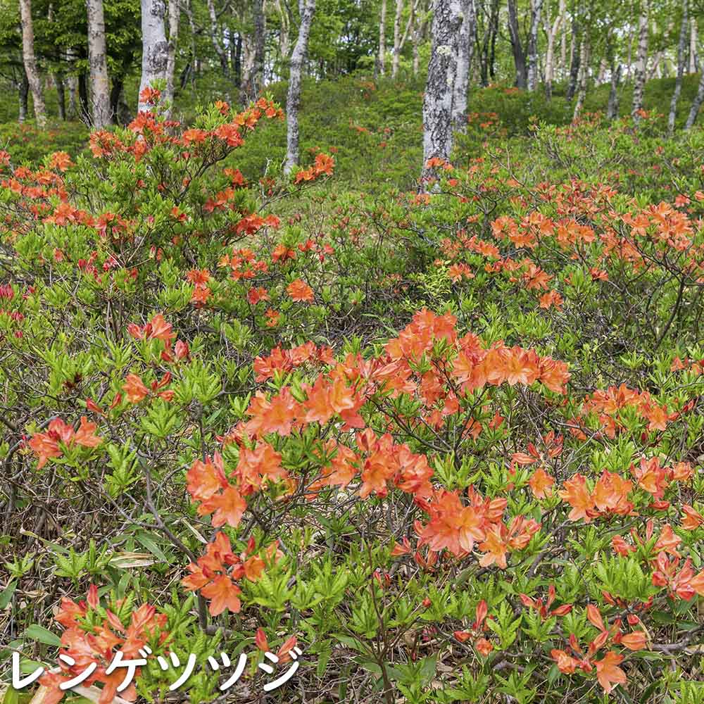 レンゲツツジ (花色指定不可) 0.5m 露地 苗 : トオヤマグリーン - 通販