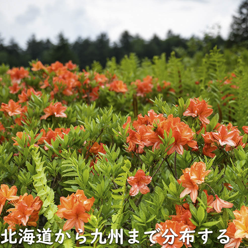 レンゲツツジ (花色指定不可) 0.5m 露地 苗 : トオヤマグリーン - 通販