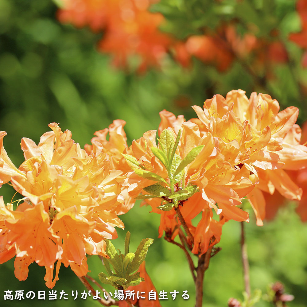 レンゲツツジ (花色指定不可) 0.5m 露地 苗 : トオヤマグリーン - 通販