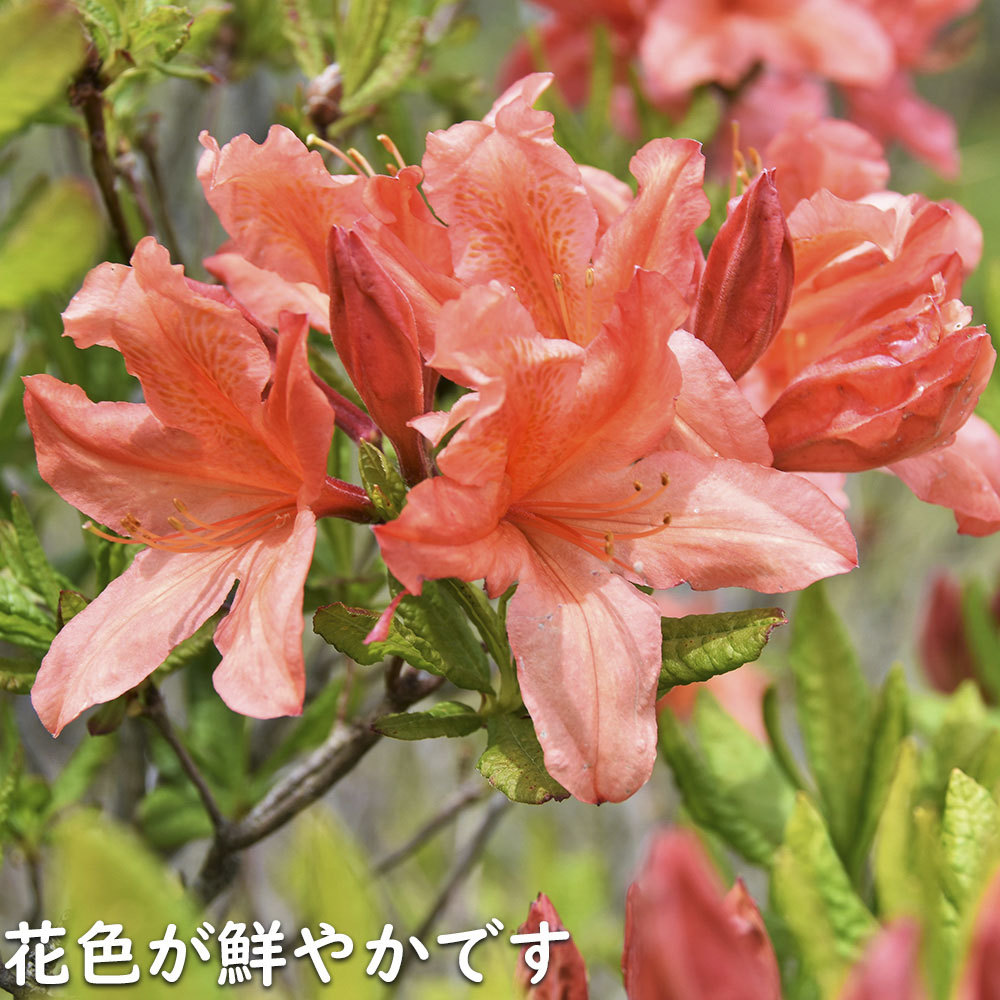 レンゲツツジ (花色指定不可) 0.3m 12cmポット 苗 : トオヤマグリーン