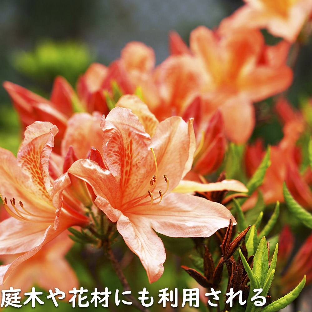 レンゲツツジ (花色指定不可) 0.5m 露地 苗 : トオヤマグリーン - 通販