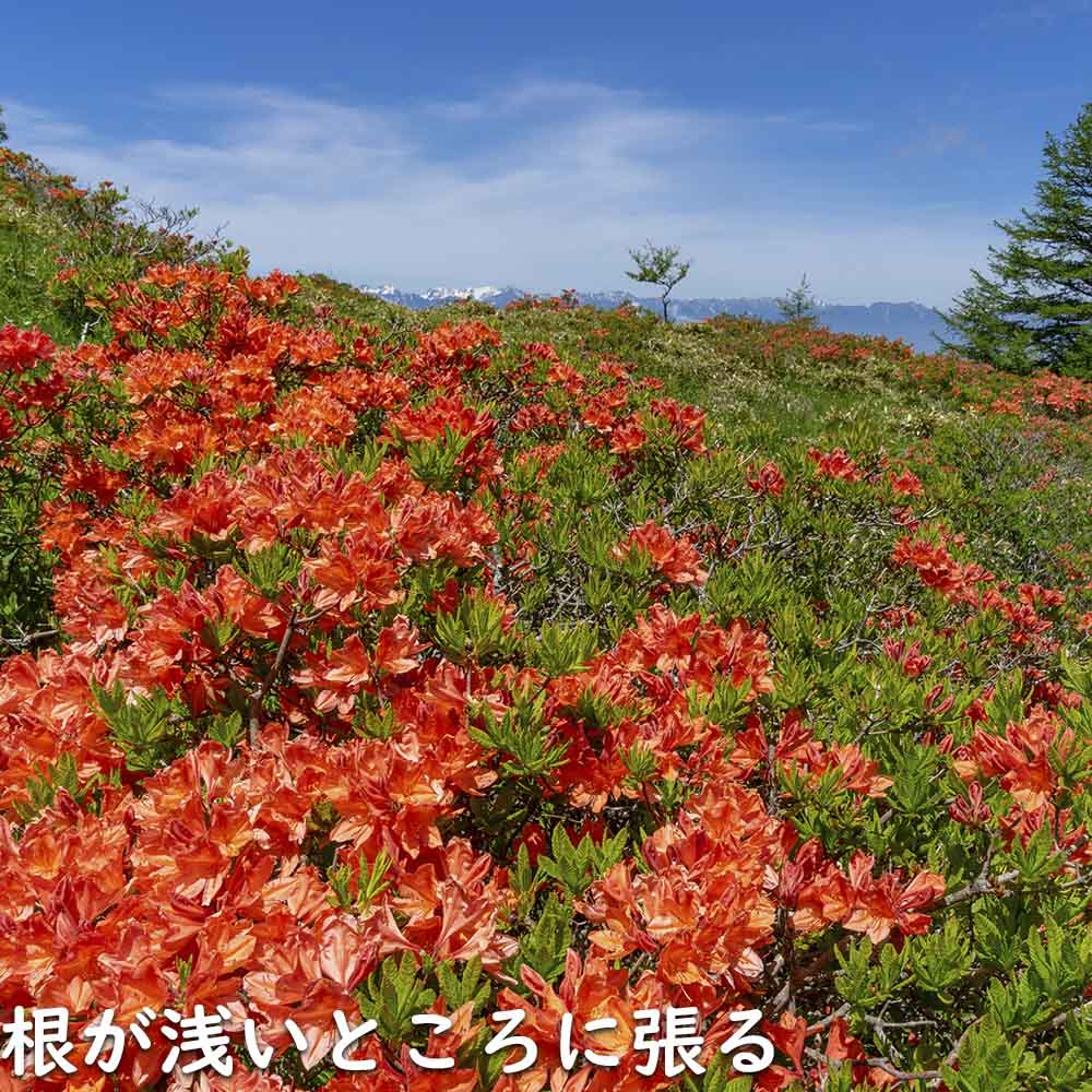 レンゲツツジ (花色指定不可) 0.5m 露地 苗 : トオヤマグリーン - 通販
