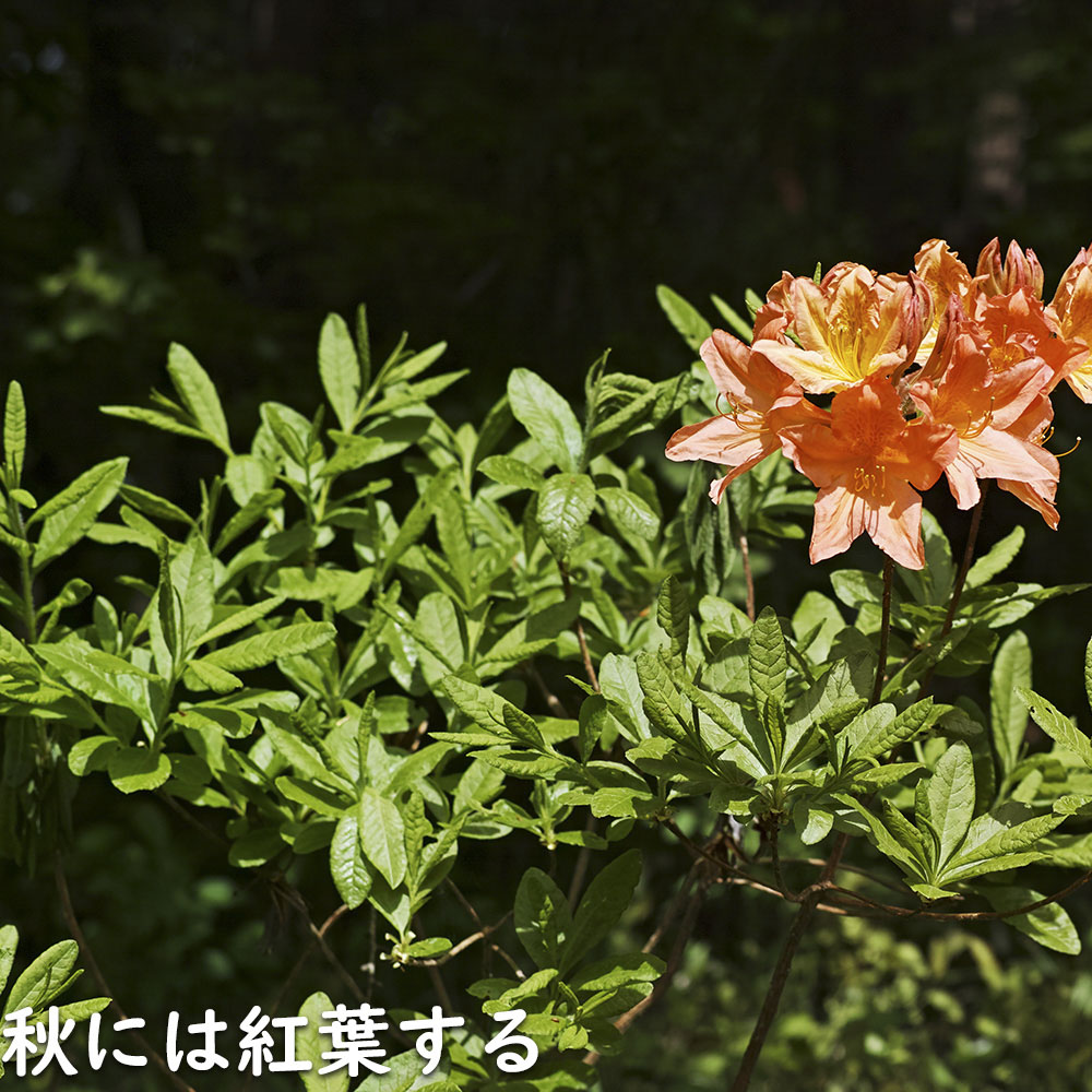 レンゲツツジ (花色指定不可) 0.5m 露地 苗 : トオヤマグリーン - 通販
