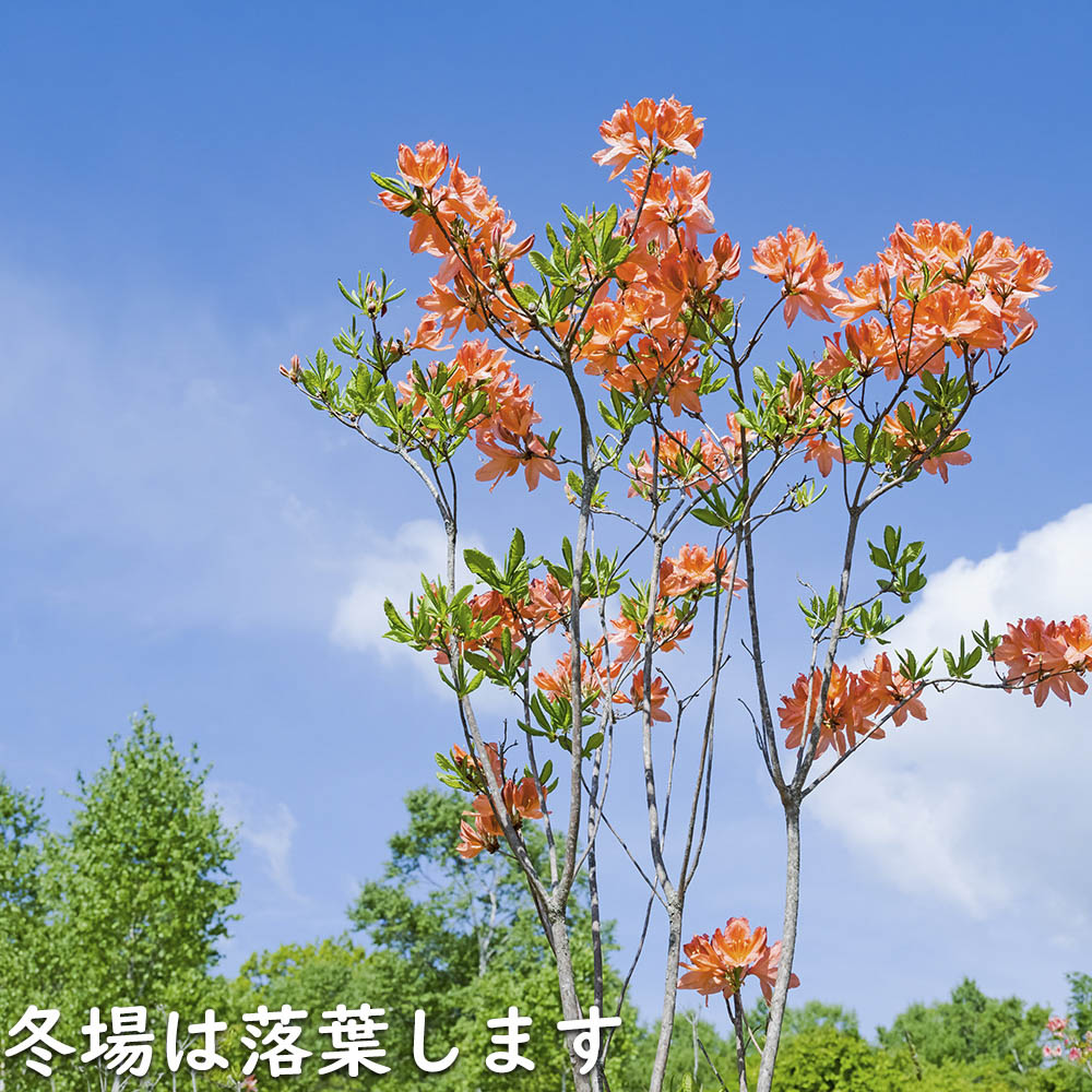 レンゲツツジ (花色指定不可) 0.5m 露地 苗 : トオヤマグリーン - 通販