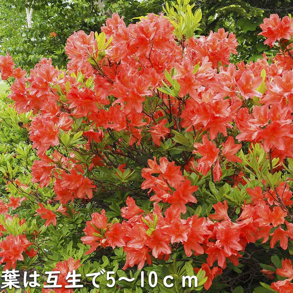 レンゲツツジ (花色指定不可) 0.5m 露地 苗 : トオヤマグリーン - 通販