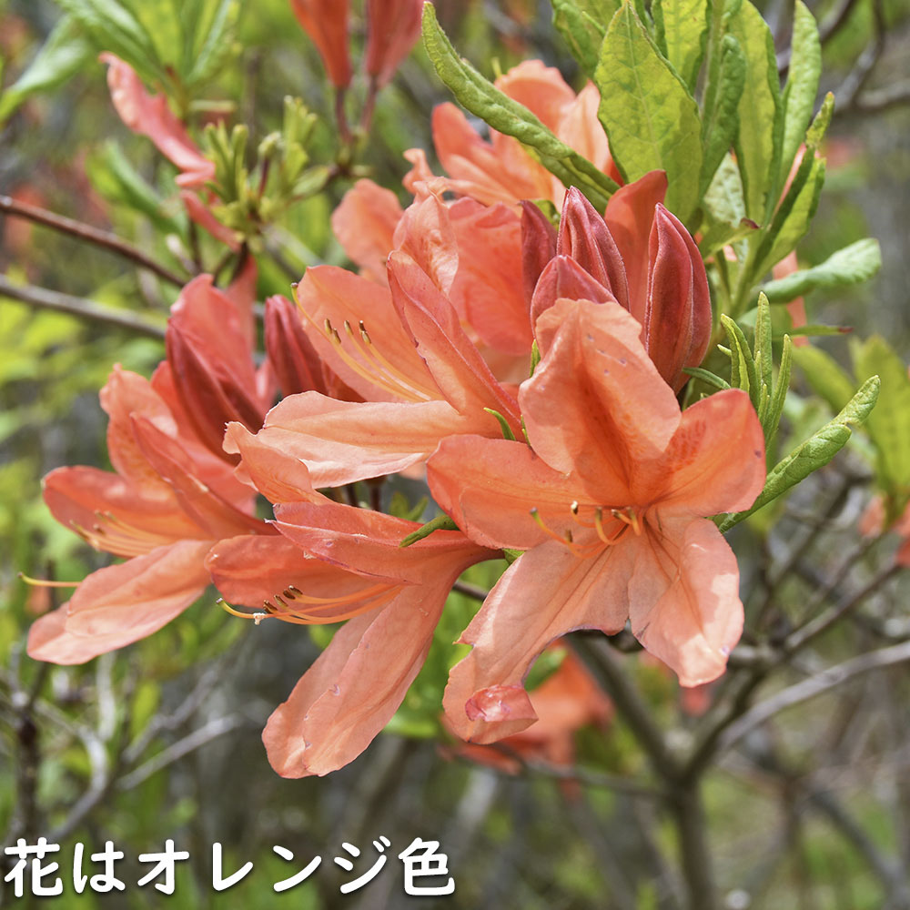 レンゲツツジ (花色指定不可) 0.5m 露地 苗 : トオヤマグリーン - 通販