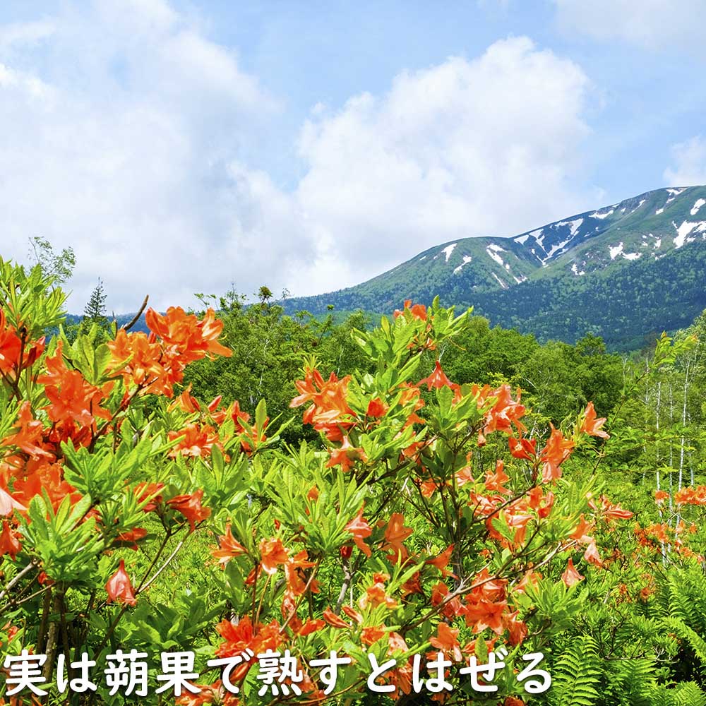 レンゲツツジ (花色指定不可) 0.5m 露地 苗 : トオヤマグリーン - 通販