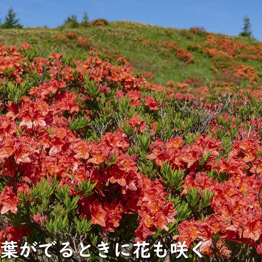 レンゲツツジ (花色指定不可) 0.5m 露地 苗 : トオヤマグリーン - 通販