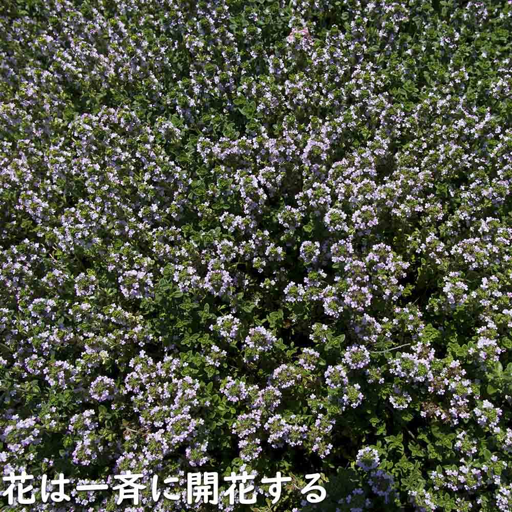 タイム ロンギカウリス 9.0cmポット 苗 |  | 11