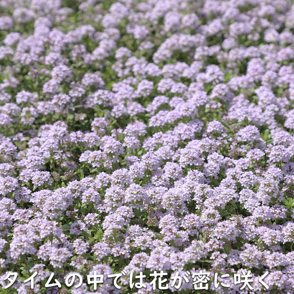 タイム ロンギカウリス 9.0cmポット 苗 |  | 09