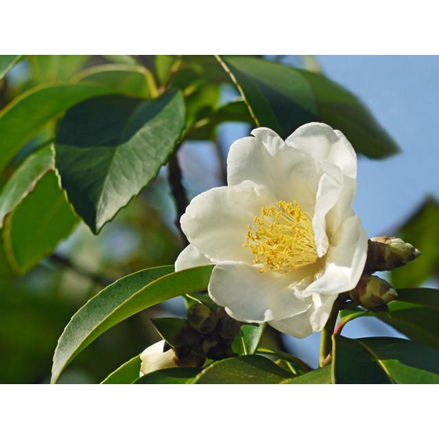 タイワンツバキ 2m 露地 苗木 常緑樹 タイワンツバキ 2m 露地 苗木 常緑樹