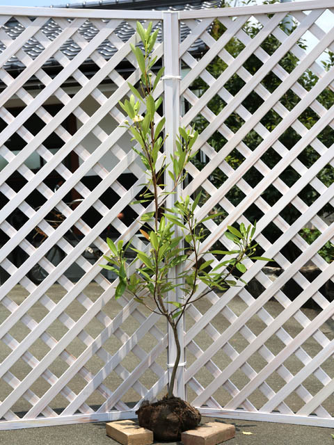 タイワンツバキ 1.5m 露地 苗木