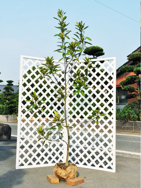 タイワンツバキ 2m 露地 苗木(14300円)