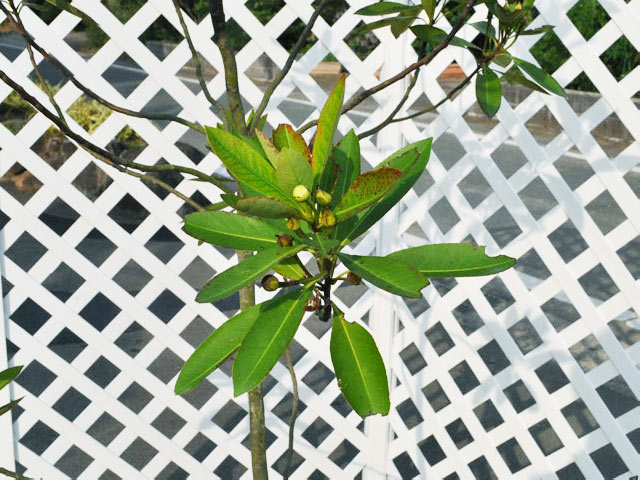 タイワンツバキ 2m 露地 苗木 常緑樹 タイワンツバキ 2m 露地 苗木 常緑樹