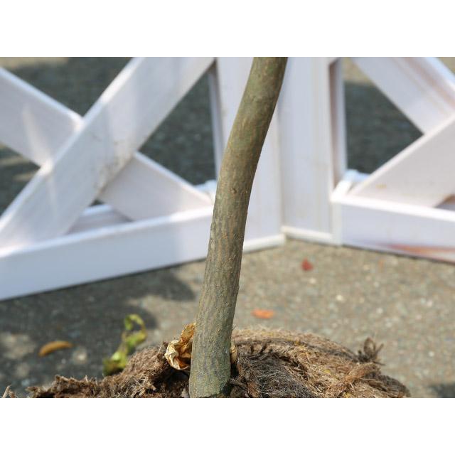 タイワンツバキ 2m 露地 苗木 常緑樹 タイワンツバキ 2m 露地 苗木 常緑樹