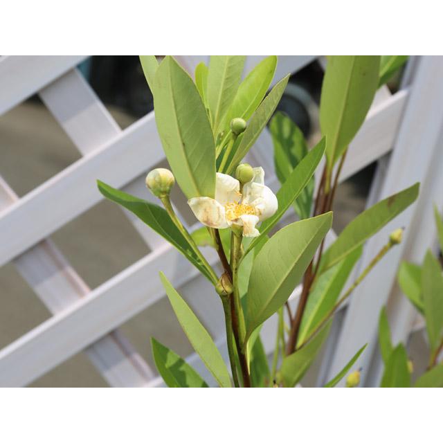 タイワンツバキ 2m 露地 苗木 常緑樹 タイワンツバキ 2m 露地 苗木 常緑樹