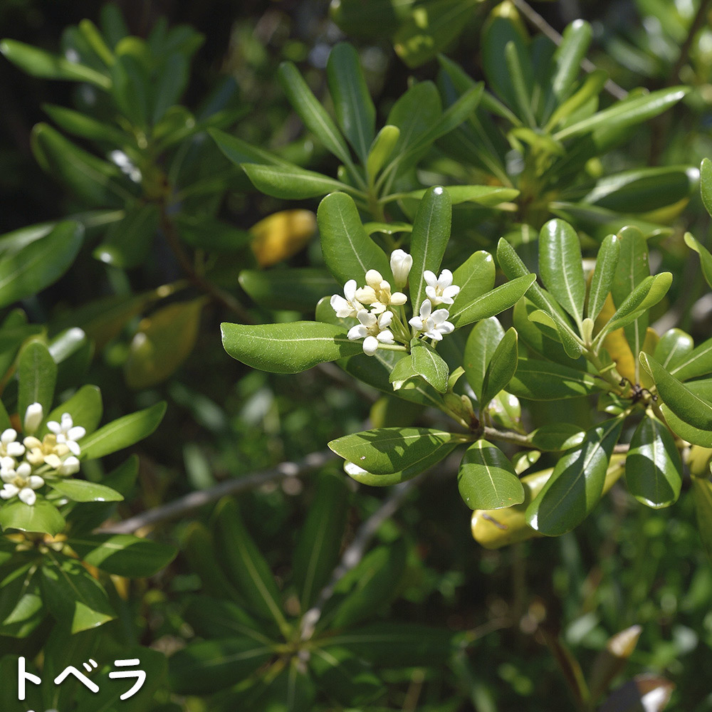 A7人気シール帳 トベラ 7.5cmポット 40個 苗 【1529704851】 (10010円)