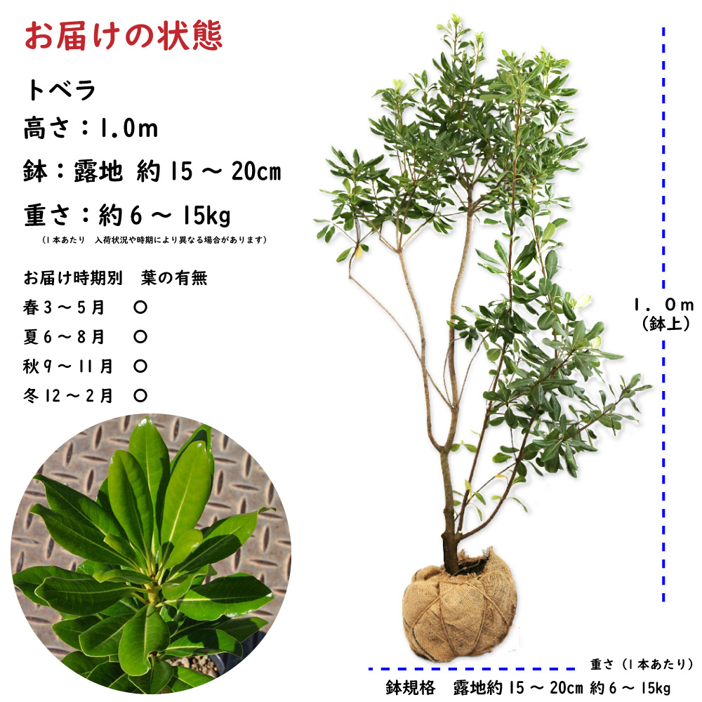 乾燥に強い植物 常緑 低木花、ガーデニングの商品一覧 通販