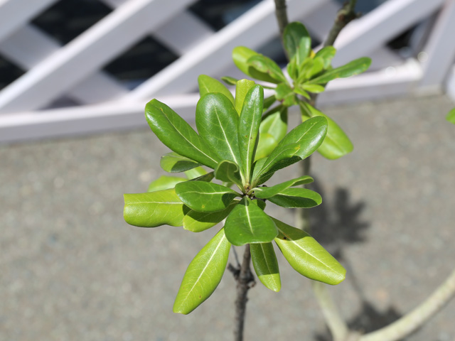 A7人気シール帳 トベラ 7.5cmポット 40個 苗 【1529704851】 (10010円)