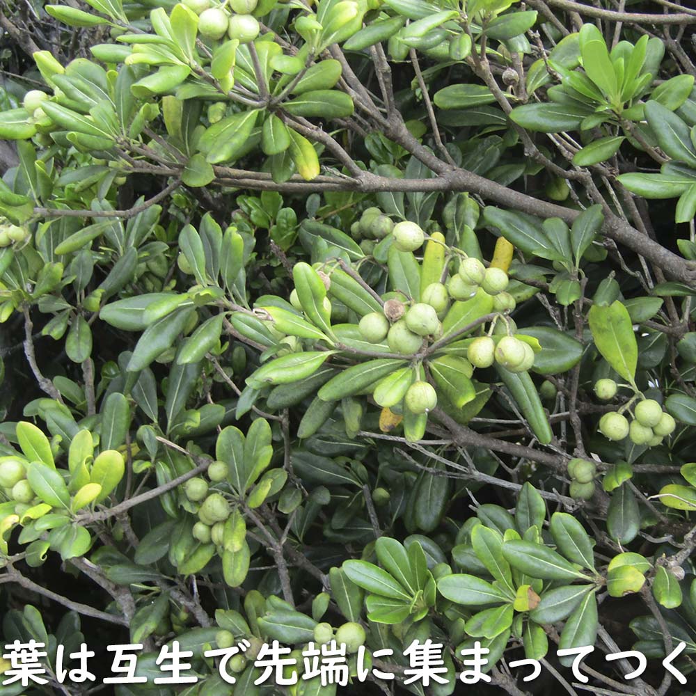 A7人気シール帳 トベラ 7.5cmポット 40個 苗 【1529704851】 (10010円)