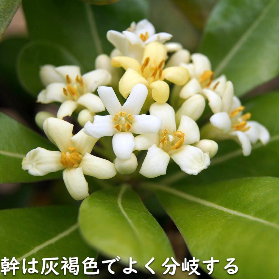 A7人気シール帳 トベラ 7.5cmポット 40個 苗 【1529704851】 (10010円)