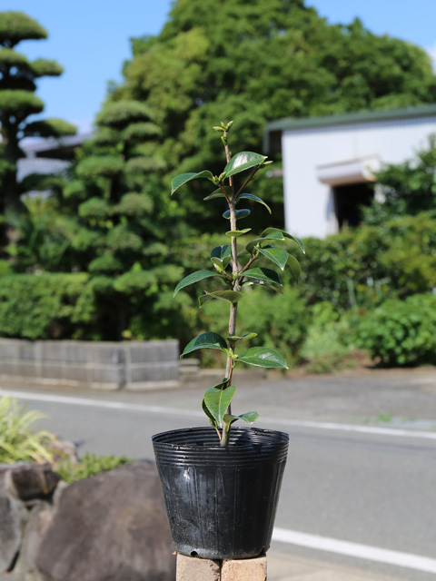 ツバキ オトメツバキ 0.3m 15cmポット 苗の詳細画像1