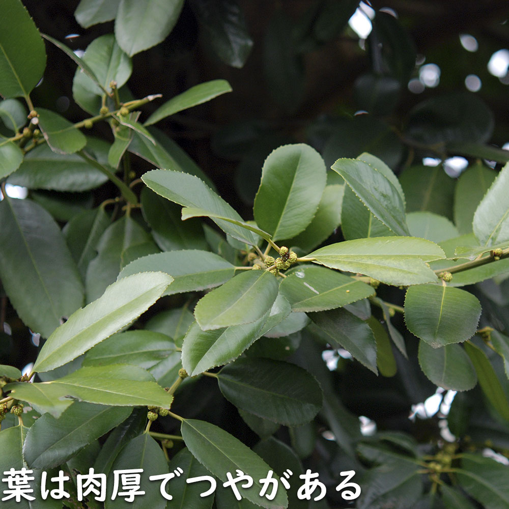 タラヨウ 0.3m 10.5cmポット 苗 - 常緑樹