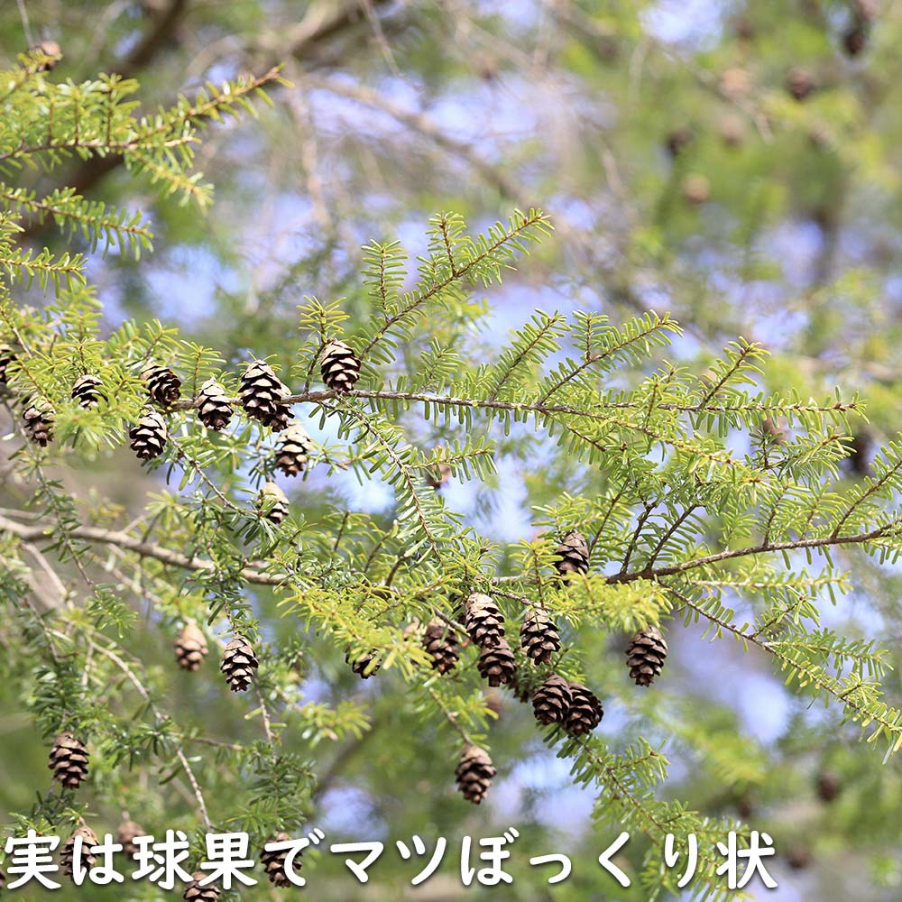 ツガ 1.5m 露地 苗木 : 409115 : トオヤマグリーン - 通販 - Yahoo