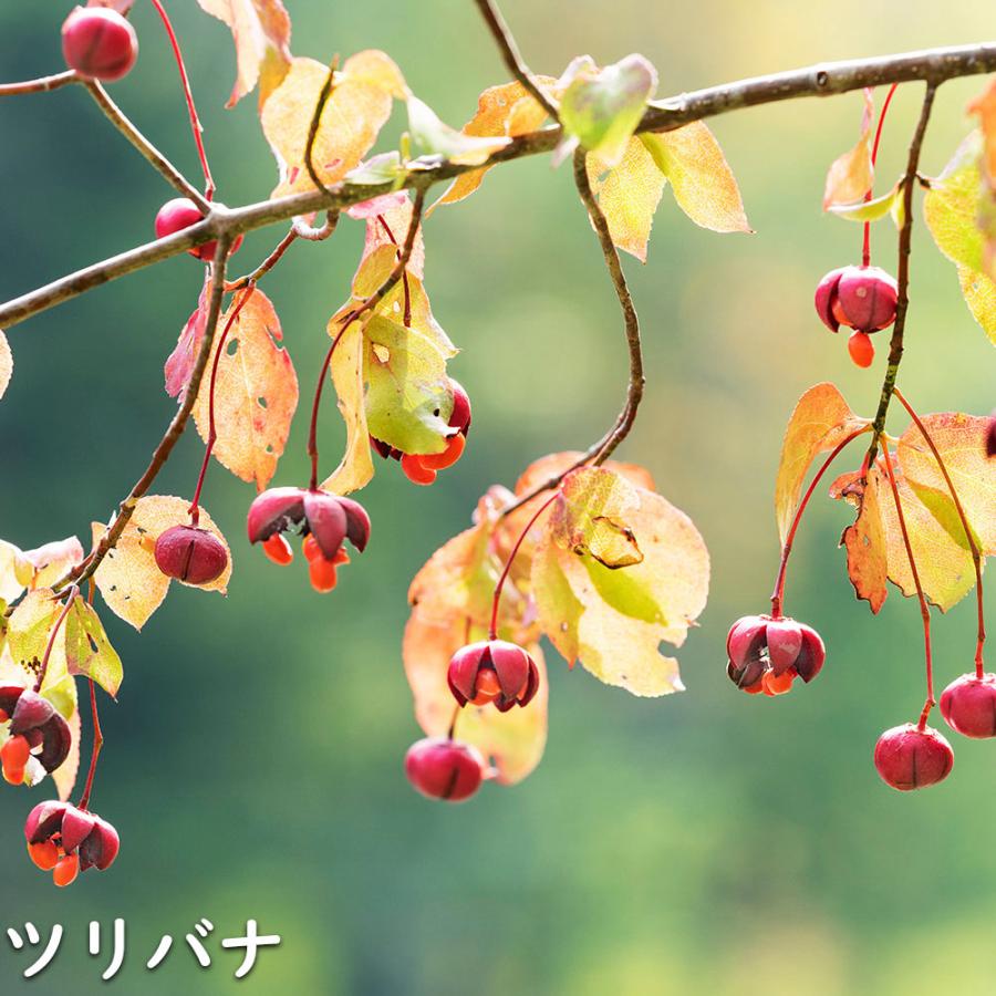 ツリバナ 株立ち 2m 露地 苗木 ツリバナ 株立ち 2m 露地 苗木