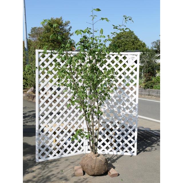 ツリバナ 株立ち 2m 露地 苗木(14300円)